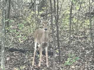 Guy Sandy Campground — Chickasaw National Recreation Area