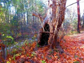 Reynolds Creek Dispersed 