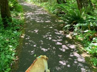 Howard Creek Horse Camp — Silver Falls State Park