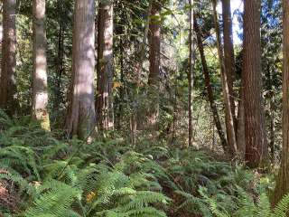 Marmot House Old Growth Forest