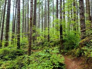 Tillamook Forest Dispersed on the Nehalem River