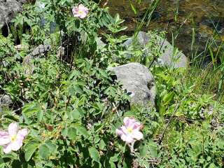 Welch Creek Campground & Trailhead