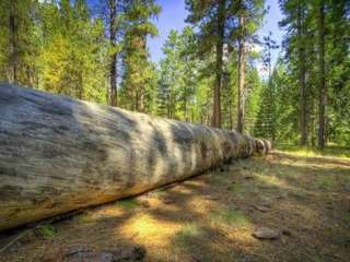 Jack Creek Campground