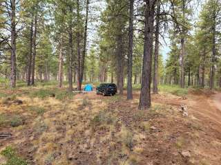 NF 4610 Roadside Dispersed Camping