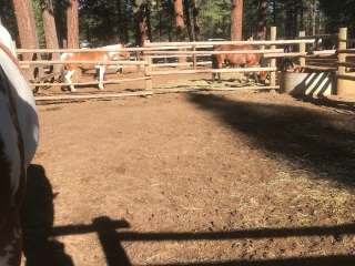 Sisters Cow Camp