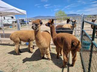 Plum Creek Alpacas