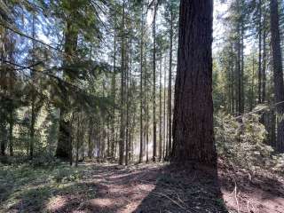 Millsite Forest Dispersed Camping 