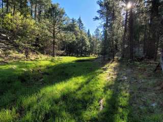 Forest Road 195 Campground