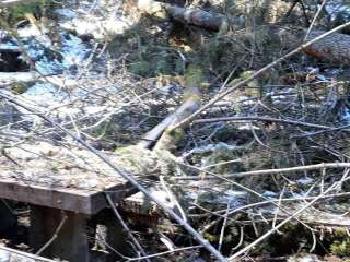 Loon Lake Recreation Site