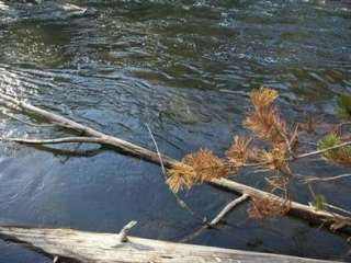 North Davis Creek Campground