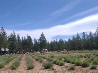 Patience Lavender Farm