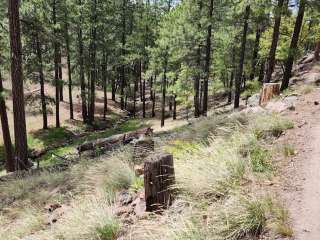 Shultz Creek Trailhead Dispersed