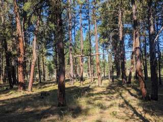 Joaquin Miller Horse Camp