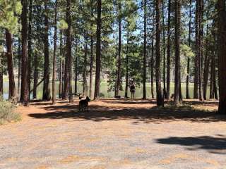 Fremont National Forest Dog Lake Campground