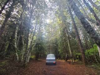 Gifford Pinchot National Forest