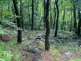 Lehigh Gap Woodpecker Trailhead Primitive Campground