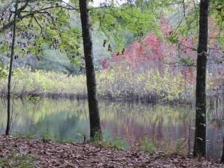 Cypress View Campground — Santee State Park