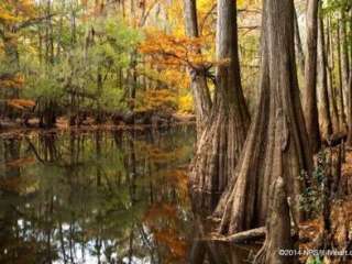 Longleaf Campground — Congaree National Park