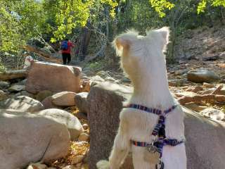 Tonto National Forest Haigler Canyon Campground