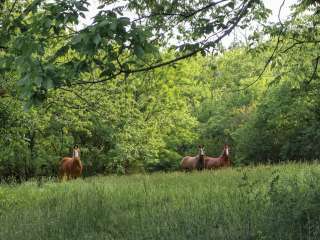 White Tail Run