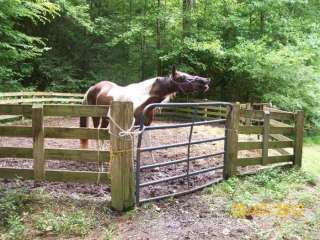 Young Branch Horse Camp