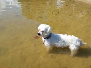 COE Cordell Hull Lake Salt Lick Creek Campground