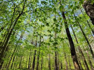 Sawmill Campground — Savage Gulf State Park