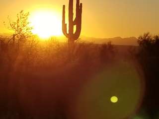 McDowell Regional Park-Ironwood