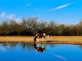 Sleep Under The Pecan Trees