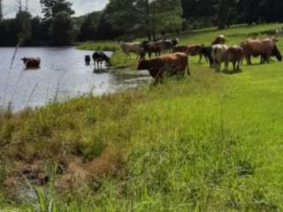 Dodson Pond - Mineola Nature Preserve Campground B