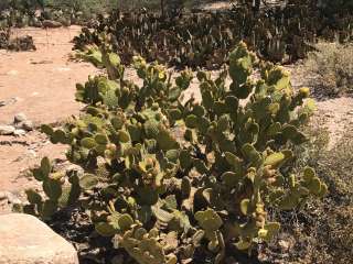 Manning Camp — Saguaro National Park