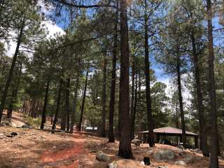 Coronado National Forest Whitetail Group Site