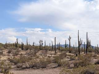 BLM Sonoran Desert National Monument - Road #8042 Dispersed Camping Area