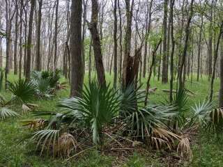 Palmetto State Park