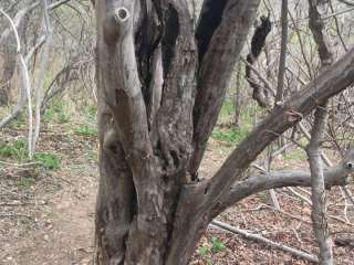 Lockhart State Park