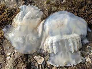 Goose Island State Park