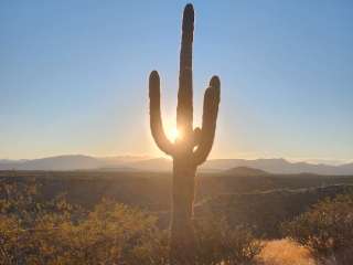 Tonto National Forest Grapevine Group