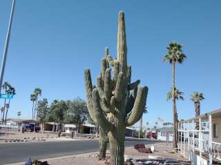 Sierra Del Saguaro