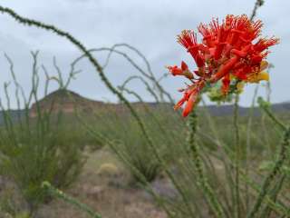 Rancherias Spring on the Rancherias Loop — Big Bend Ranch State Park