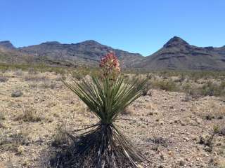 Johnson Ranch — Big Bend National Park