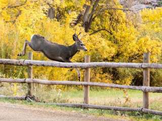 Fruita Campground — Capitol Reef National Park