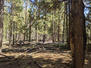 Lava Flat Dispersed Camping Area