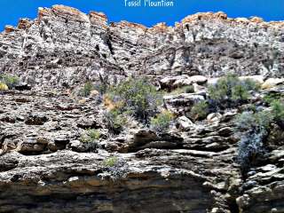 Fossil Mountain Dispersed Site