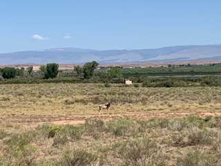 BLM Pelican Lake