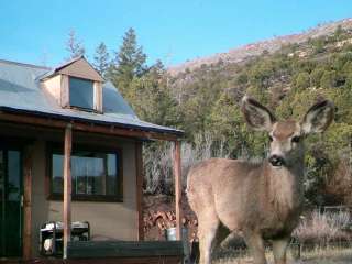 Permaculture Paradise: Homestead