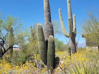 Douglas Spring — Saguaro National Park