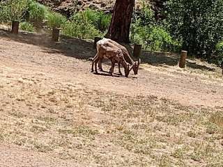 East Fork Recreation Area - Apache/Sitgreaves National Forest