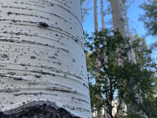 Manti-LaSal National Forest Buckboard Campground