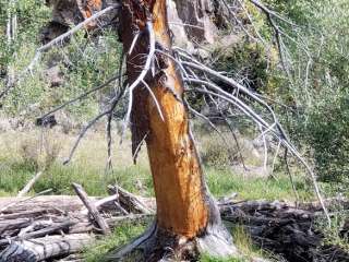 Zedds Meadow Cua Dispersed