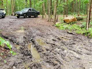 Dispersed site along Forest RD 71